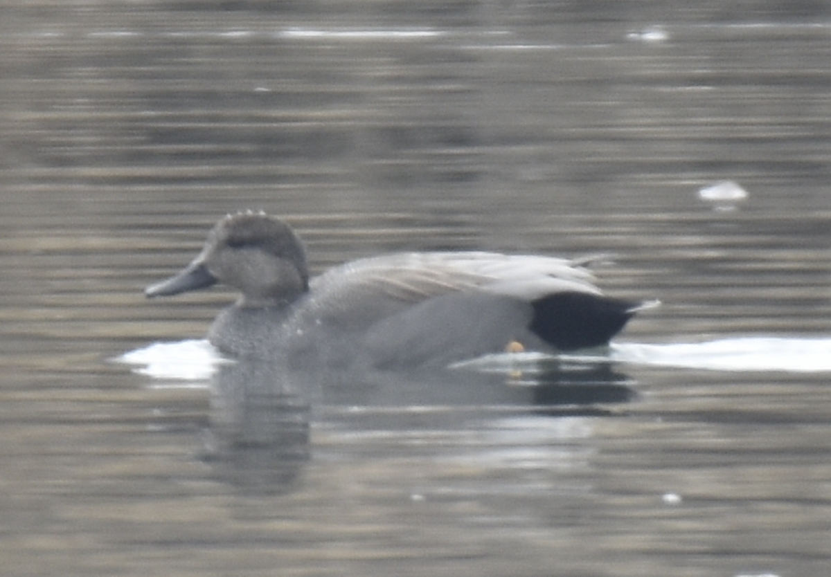 Gadwall - ML614531996