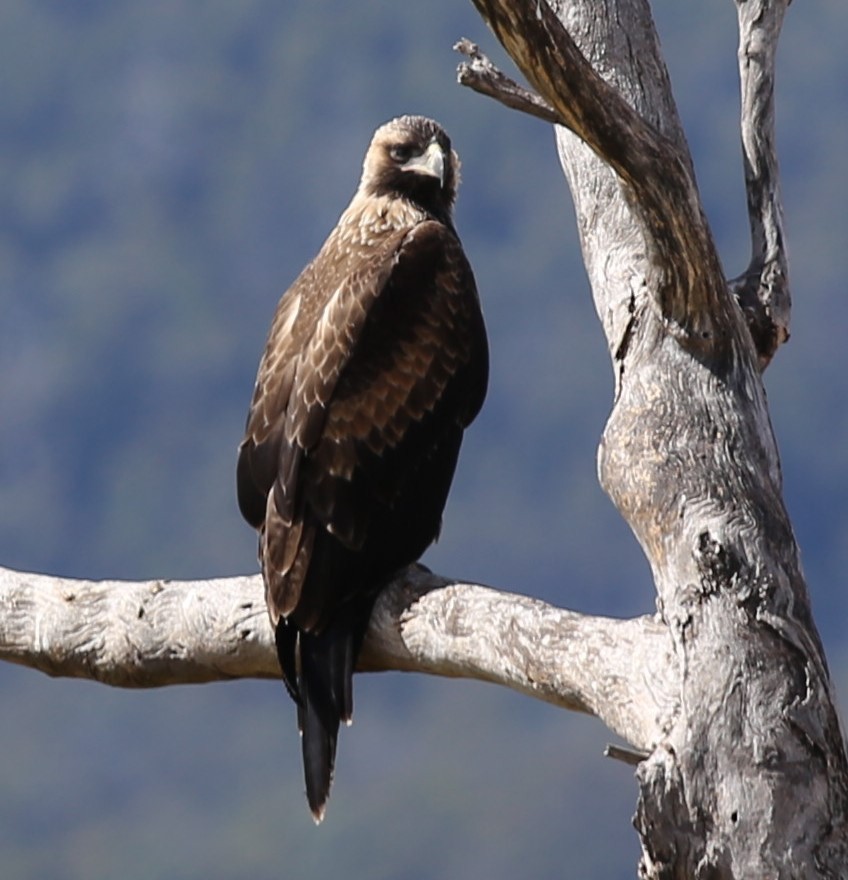 Wedge-tailed Eagle - ML614531999