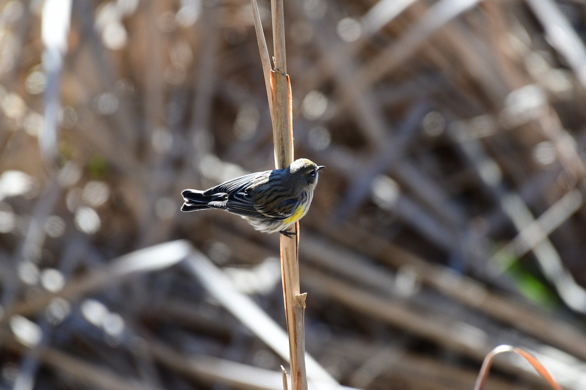 Yellow-rumped Warbler - ML614532001