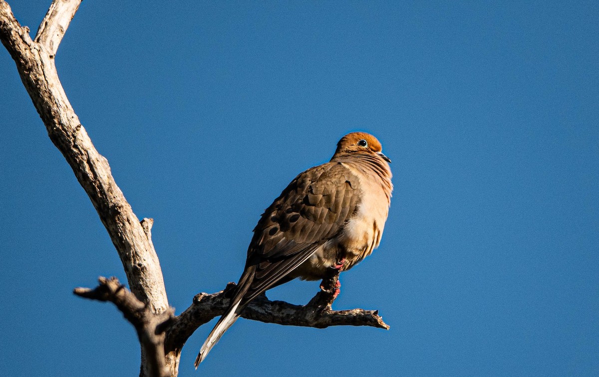 Mourning Dove - ML614532045