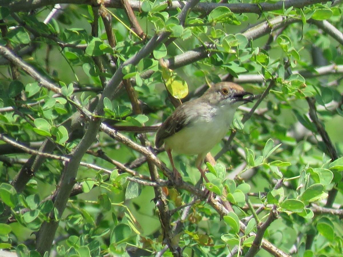 Red-fronted Prinia - ML614532059