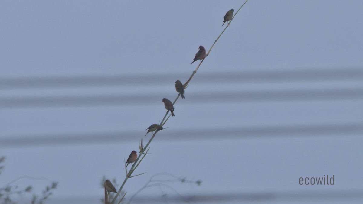 Common Rosefinch - ML614532093