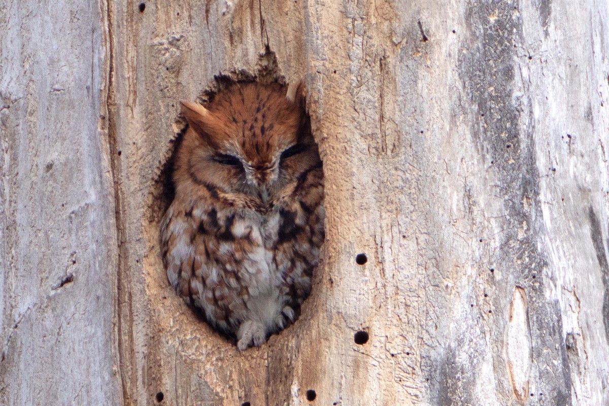 Eastern Screech-Owl - ML614532104