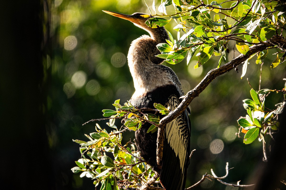 Anhinga Americana - ML614532117