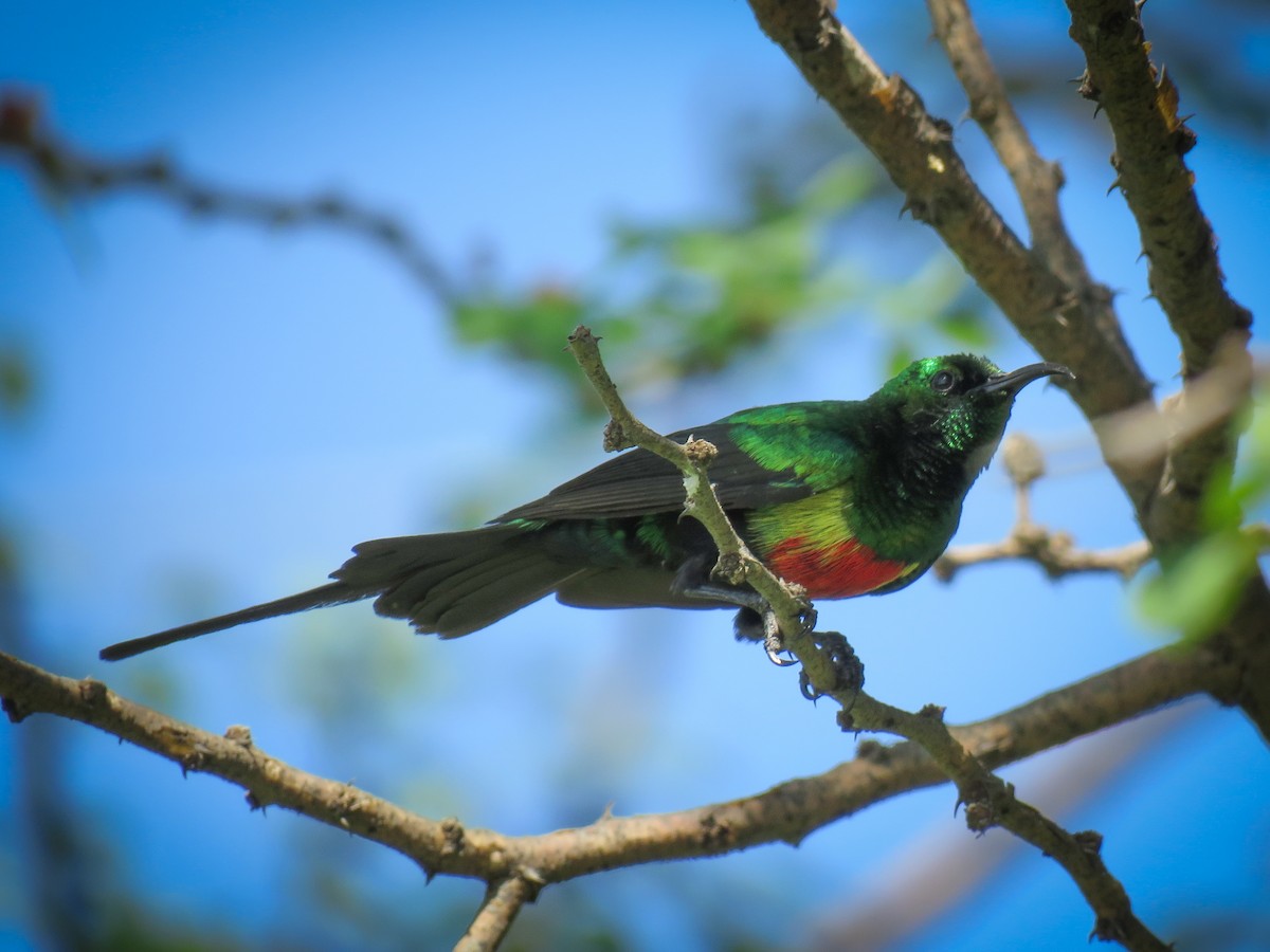 Suimanga Colilargo (melanogastrus) - ML614532126