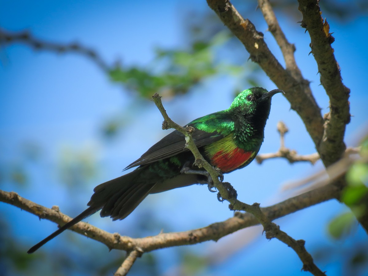 Beautiful Sunbird (Gorgeous) - ML614532127