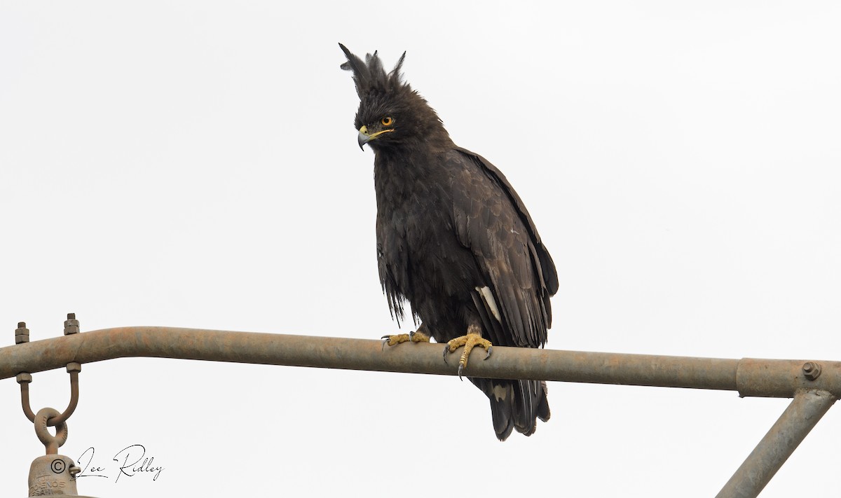 Long-crested Eagle - Lee Ridley