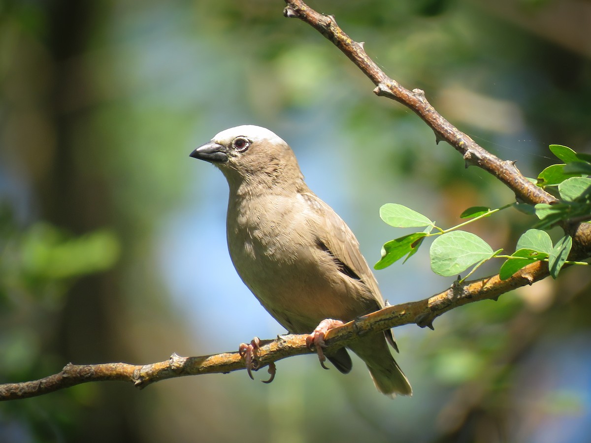 Gray-headed Social-Weaver - Eric  Froelich