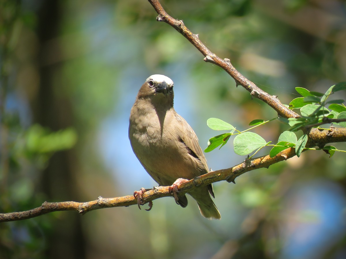 Gray-headed Social-Weaver - ML614532169