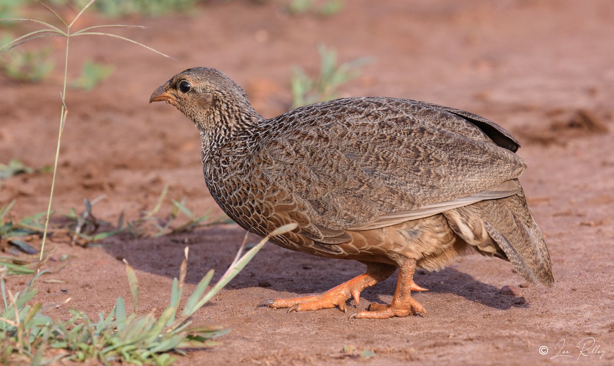 Scaly Spurfowl - Lee Ridley