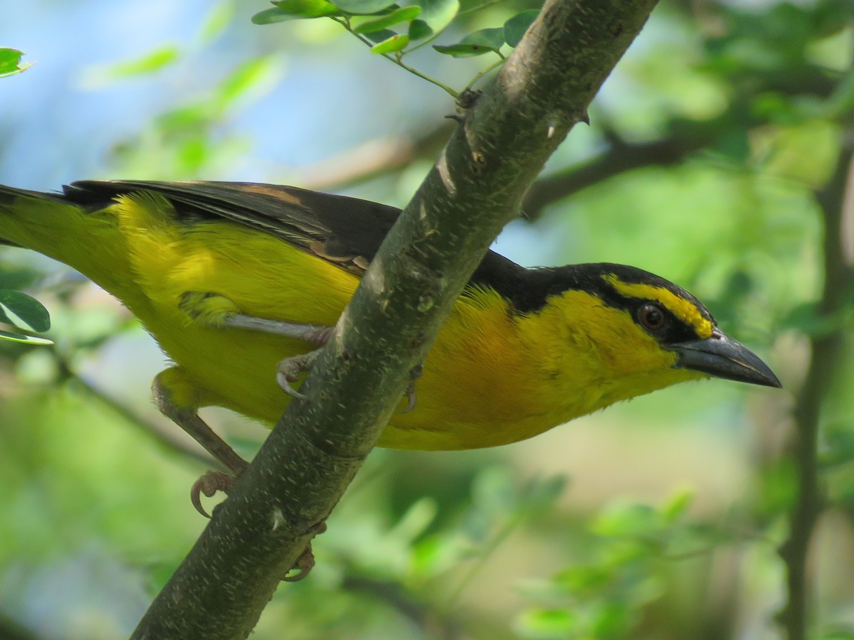 Black-necked Weaver - ML614532185