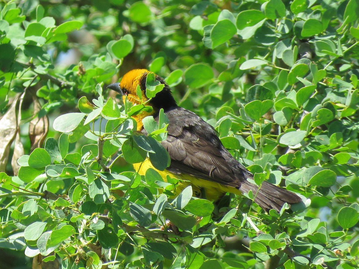 Black-necked Weaver - ML614532186