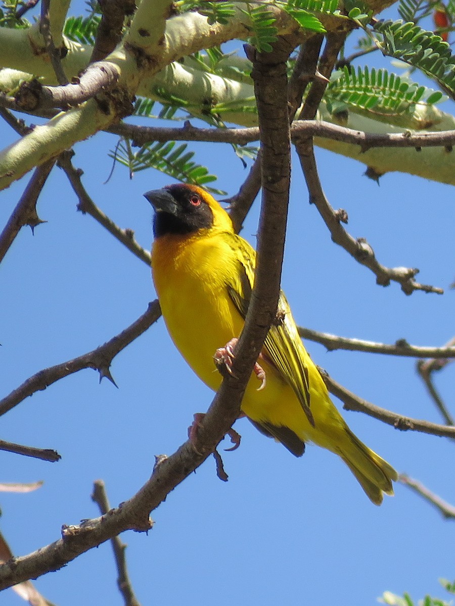 Vitelline Masked-Weaver - ML614532209