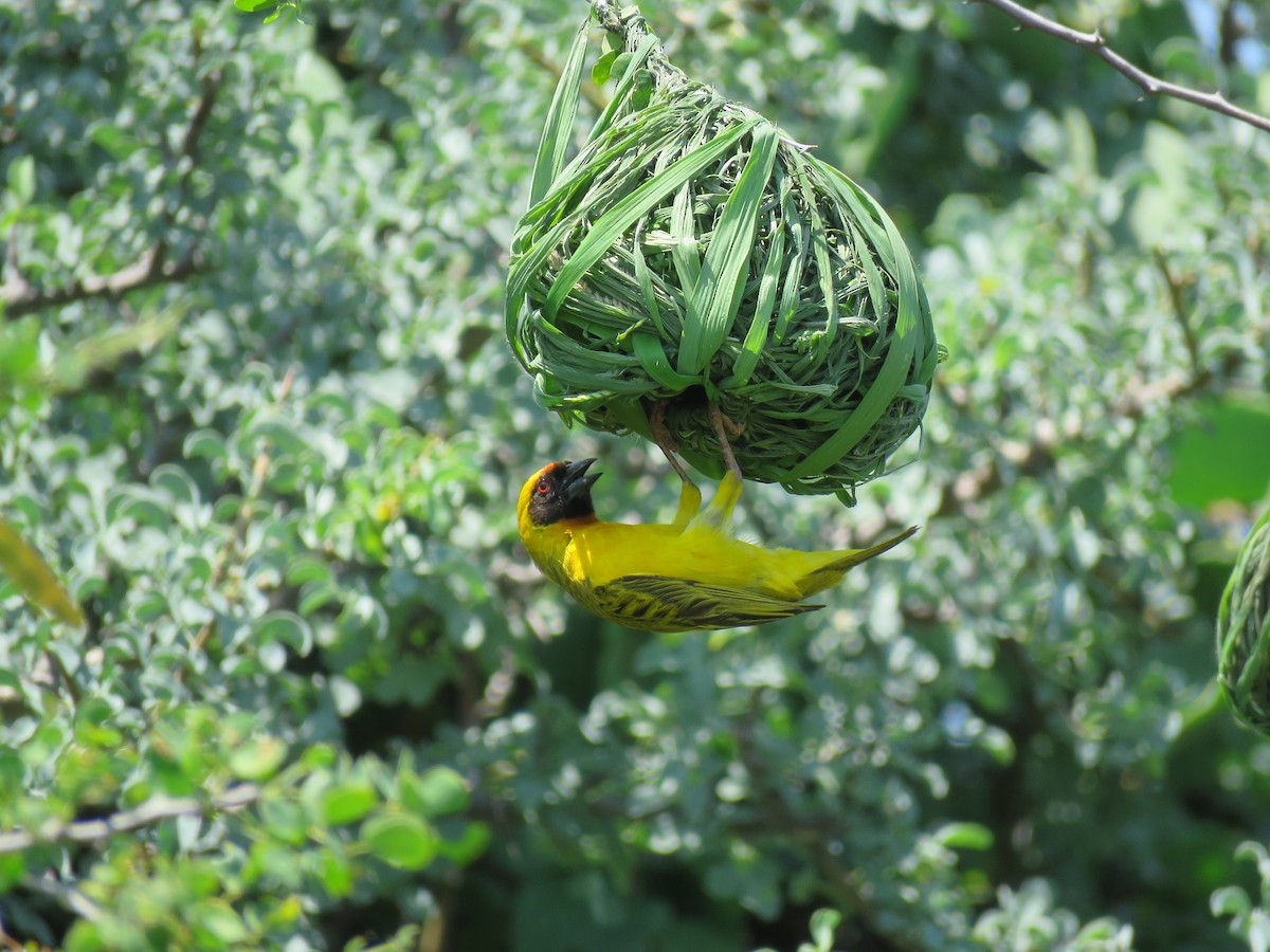 Vitelline Masked-Weaver - ML614532211