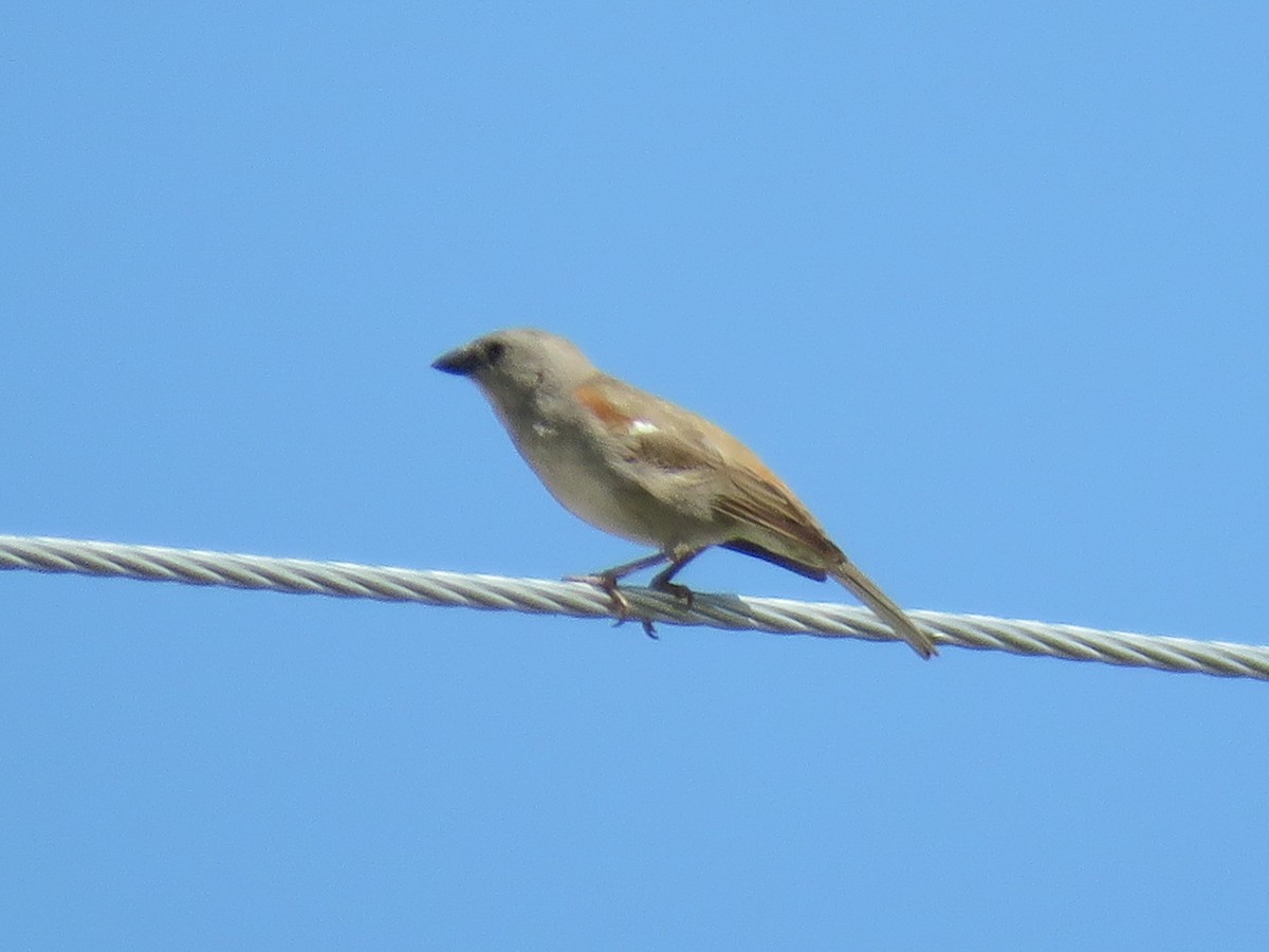 Swahili Sparrow - ML614532249