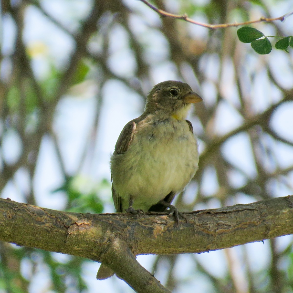 Yellow-spotted Bush Sparrow - ML614532276