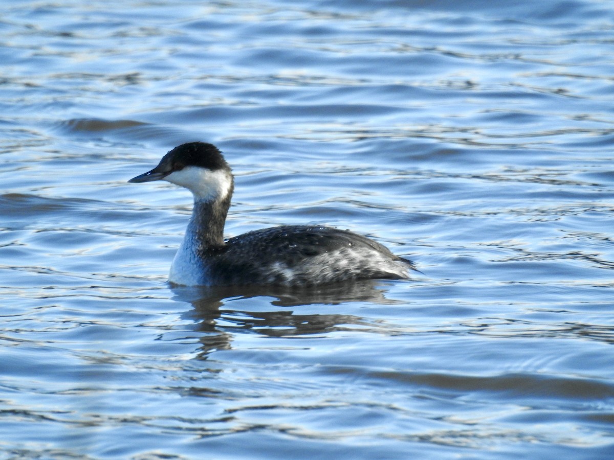 Horned Grebe - ML614532340