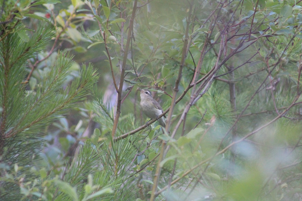 Warbling Vireo - ML614532347