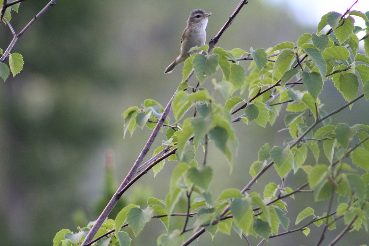 Warbling Vireo - ML614532351