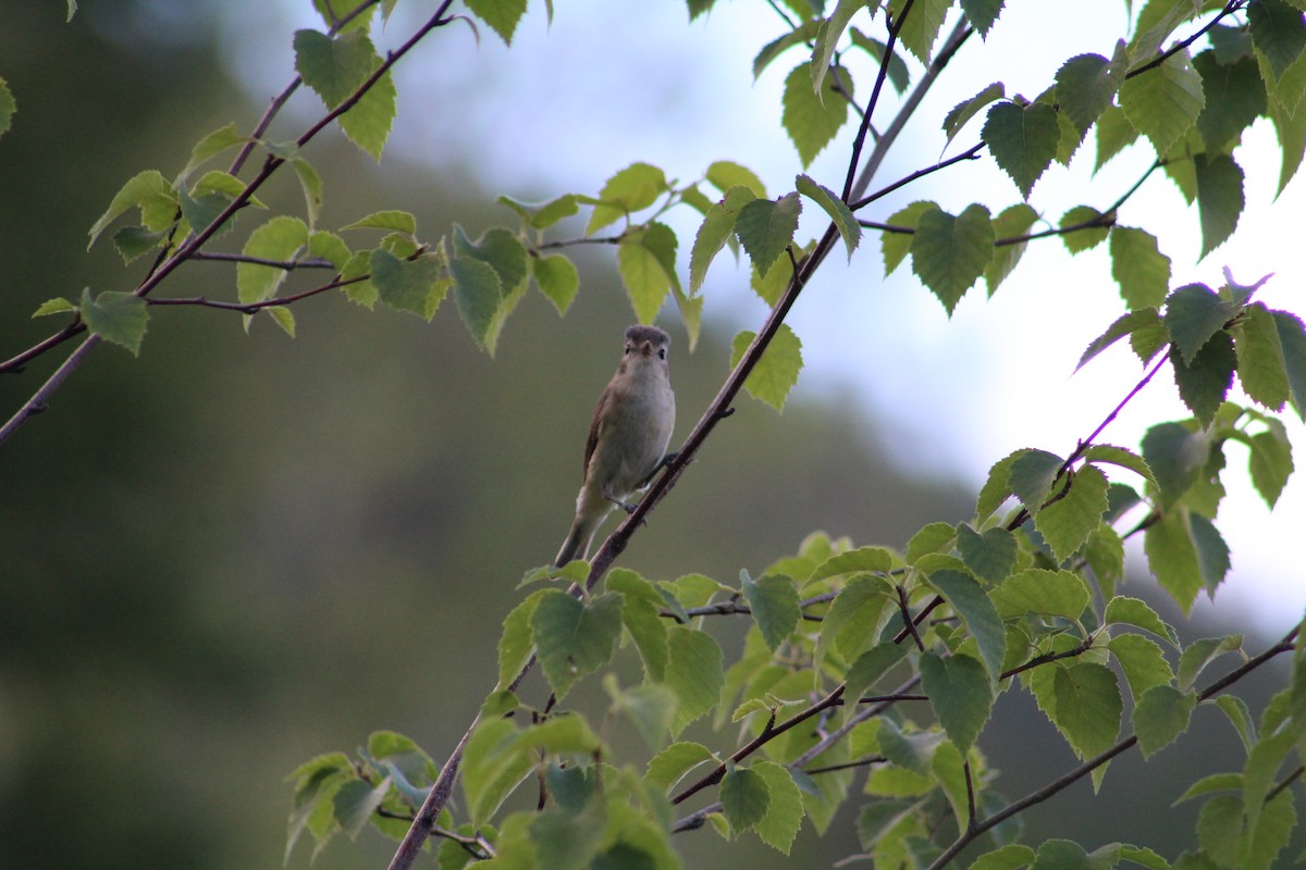 Warbling Vireo - ML614532352