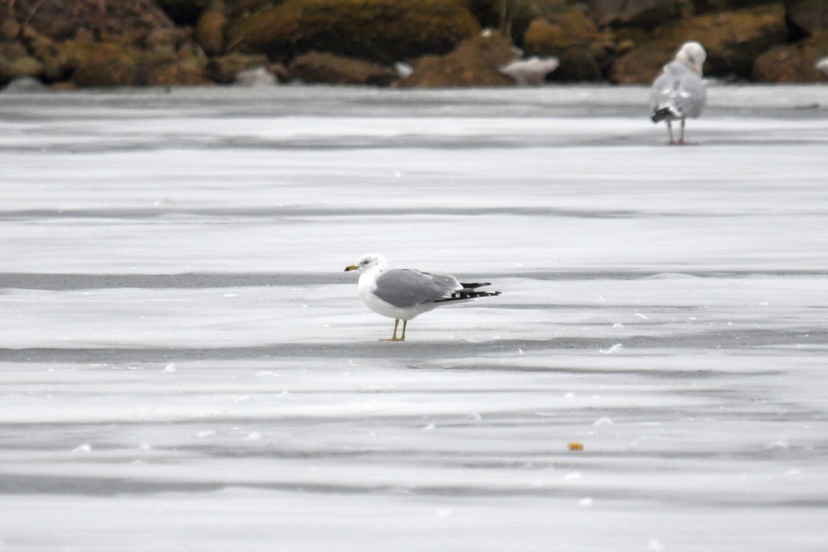 Ring-billed Gull - ML614532359