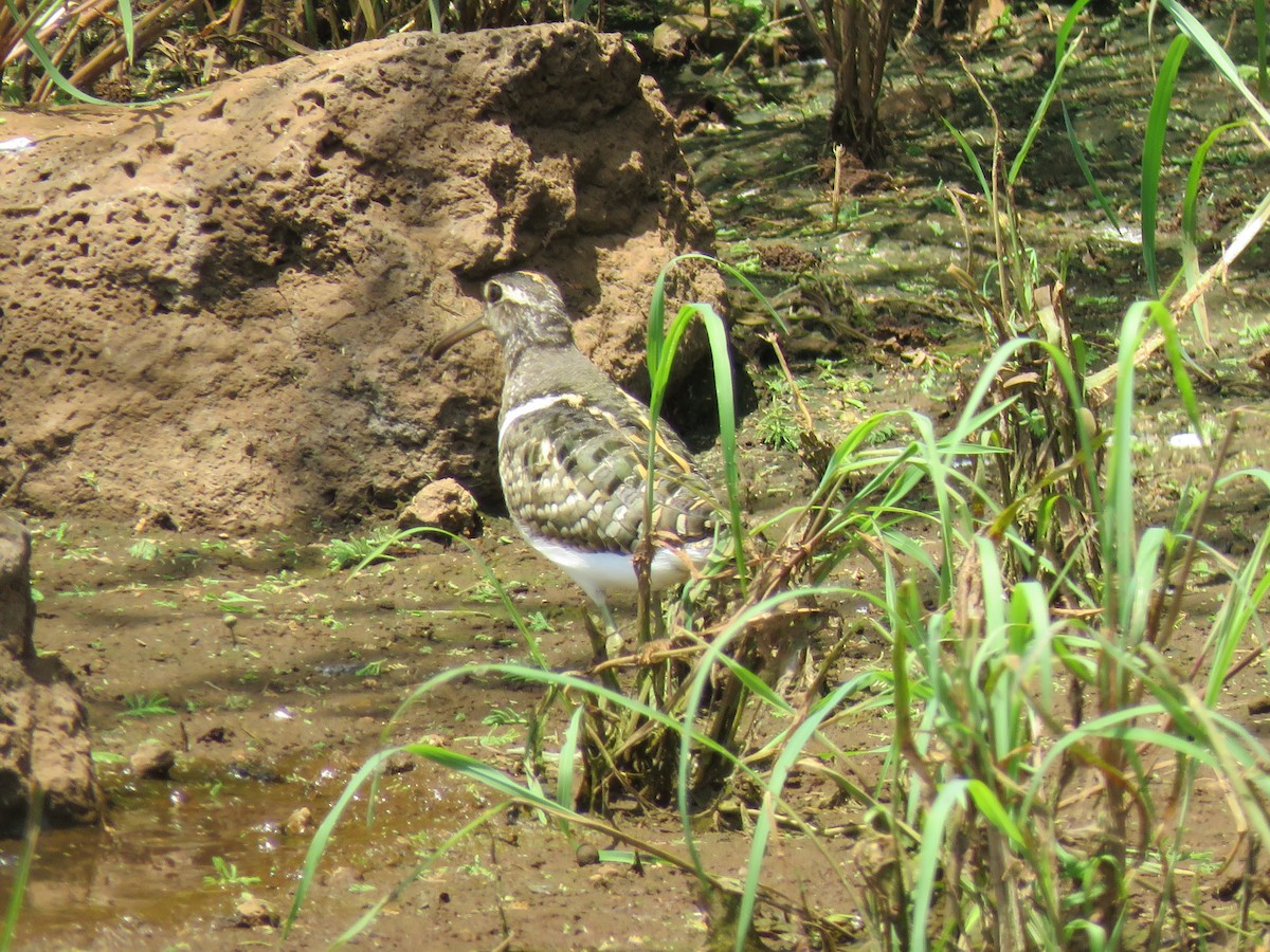 Greater Painted-Snipe - ML614532371