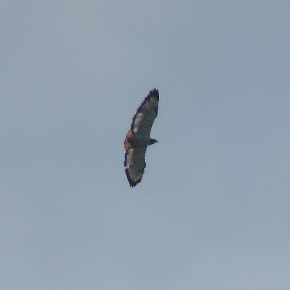 Augur Buzzard - ML614532399