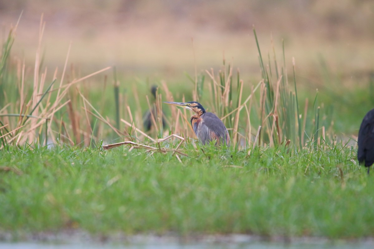 Purple Heron - ML614532403