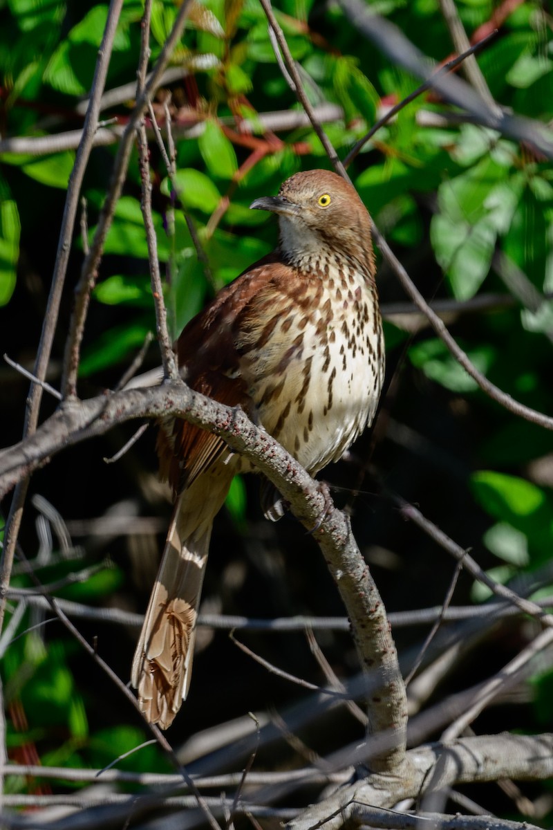 Brown Thrasher - ML614532406