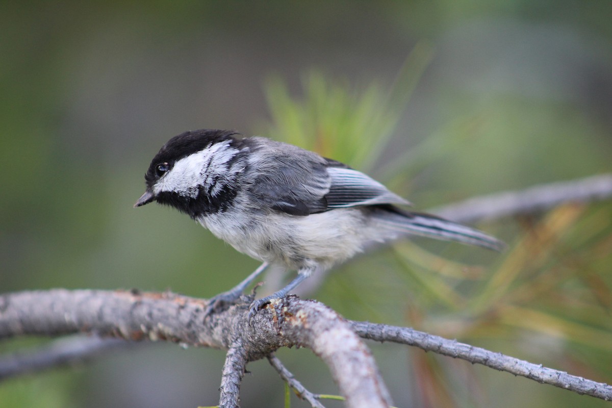 Black-capped Chickadee - ML614532409