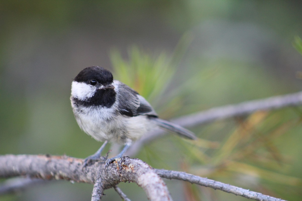 Black-capped Chickadee - ML614532411