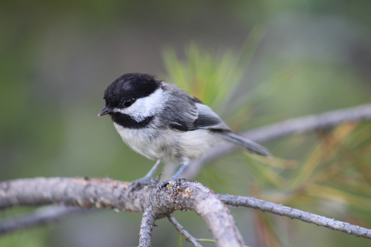 Black-capped Chickadee - ML614532413