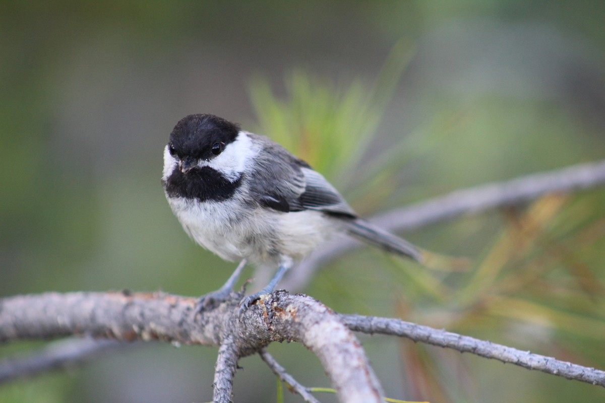 Black-capped Chickadee - ML614532414