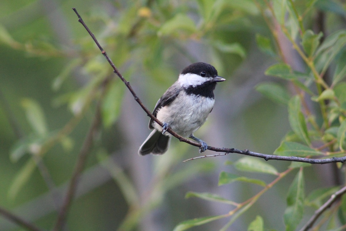 Black-capped Chickadee - ML614532415