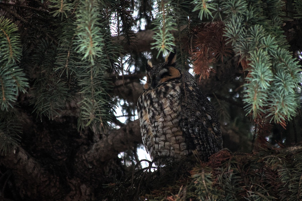 Long-eared Owl - ML614532421