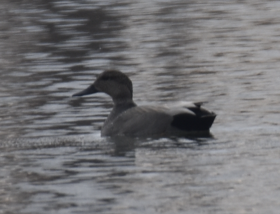 Gadwall - ML614532441