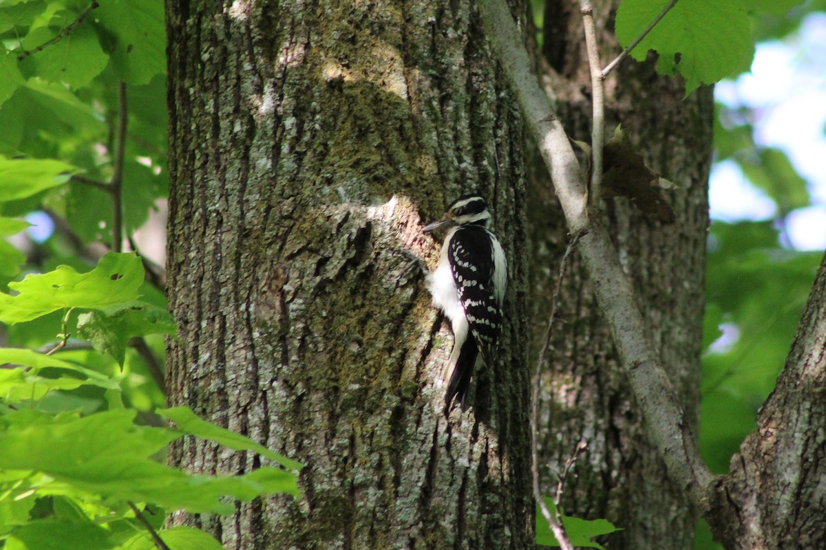 Hairy Woodpecker - Brittany Maldonado