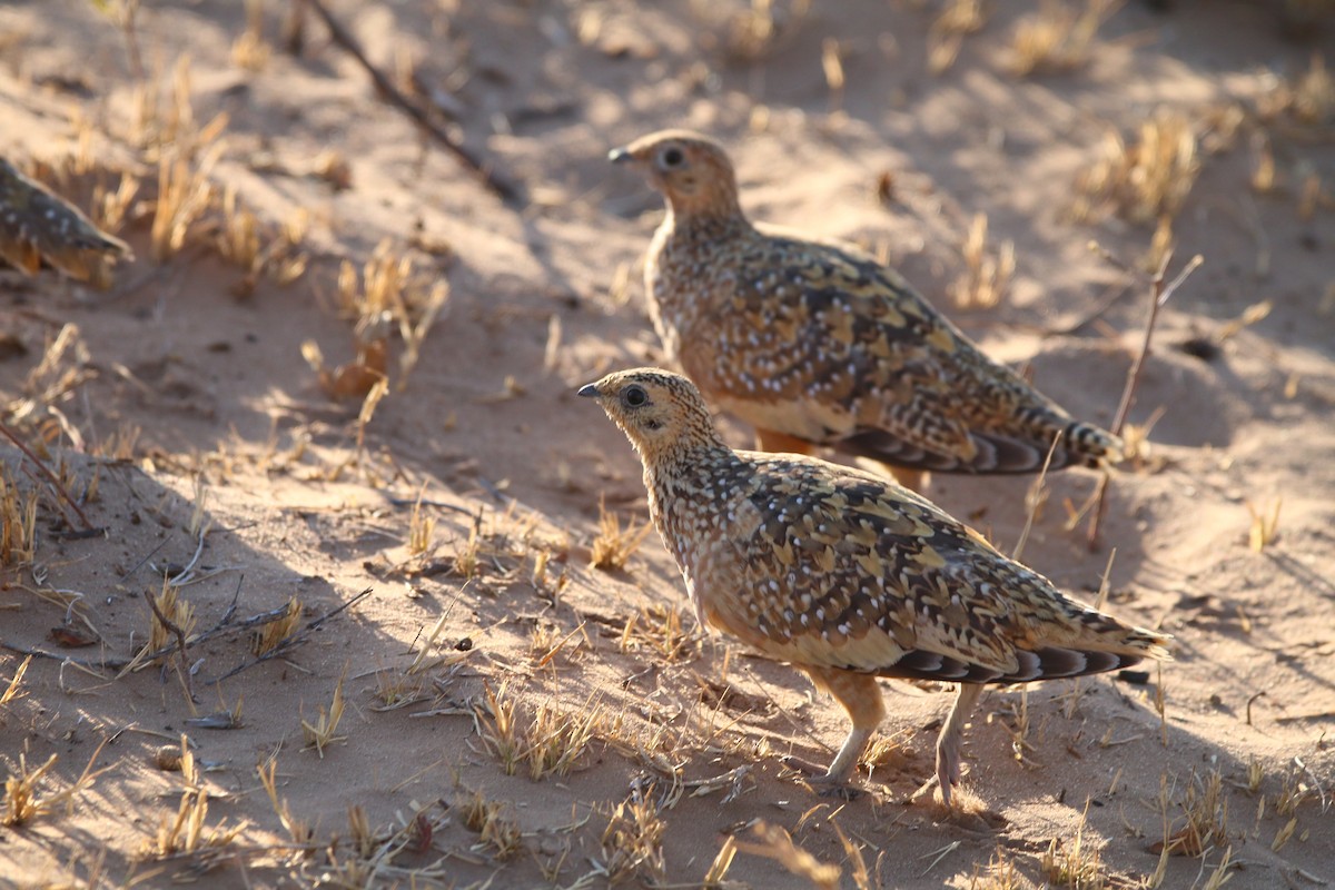 Burchell's Sandgrouse - ML614532474