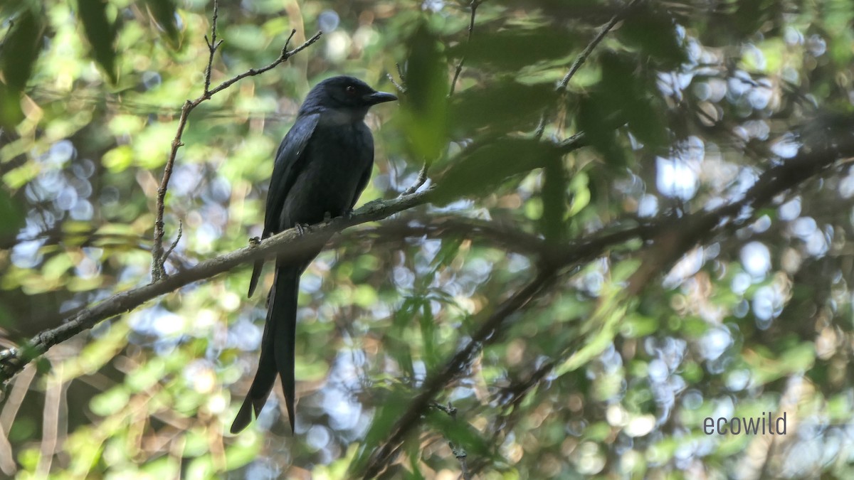 Kül Rengi Drongo - ML614532496