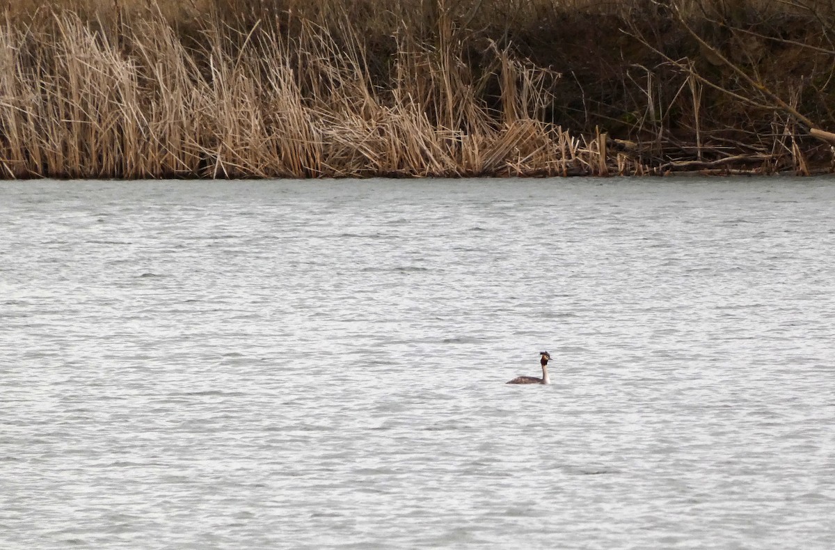 Great Crested Grebe - ML614532515