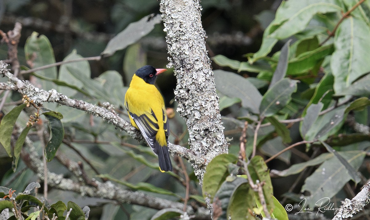 Black-tailed Oriole - ML614532564