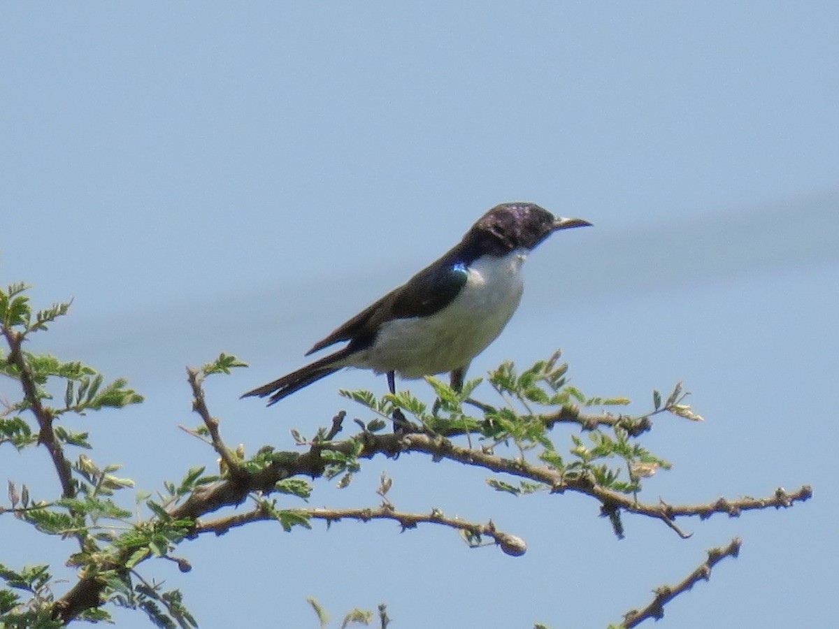 Eastern Violet-backed Sunbird - ML614532570