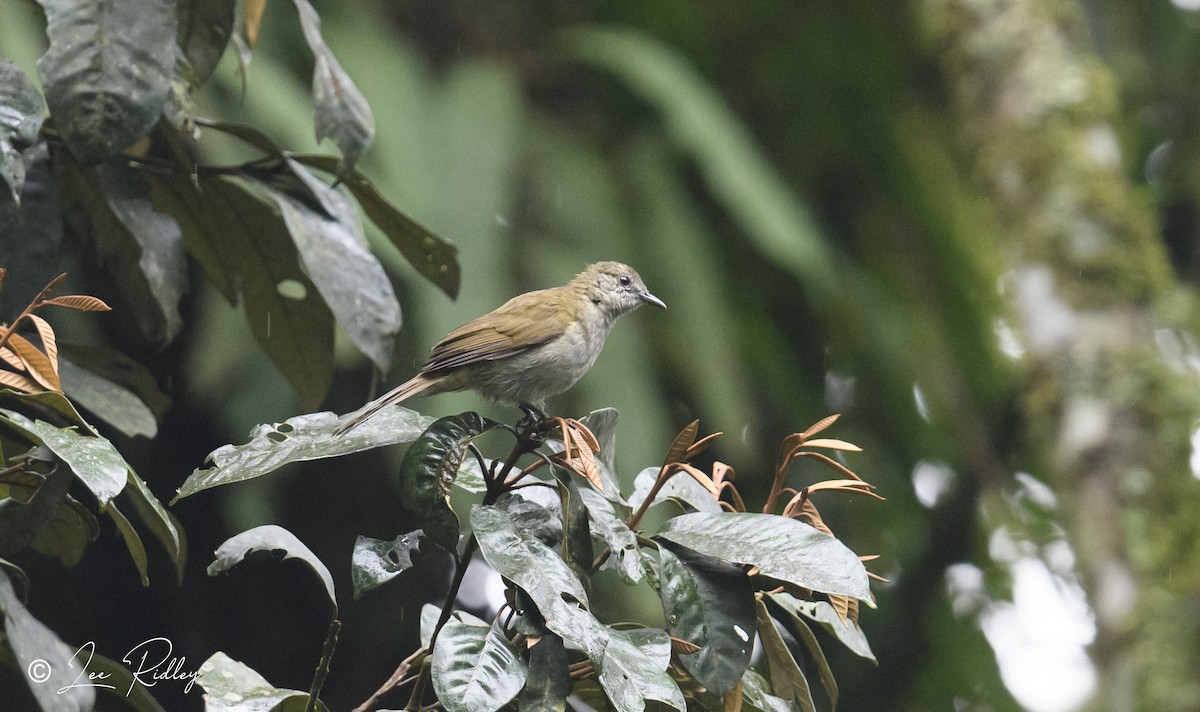 Slender-billed Greenbul - ML614532591