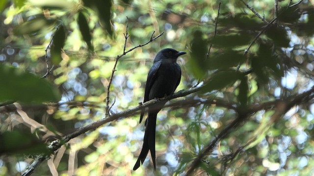 Ashy Drongo - ML614532593