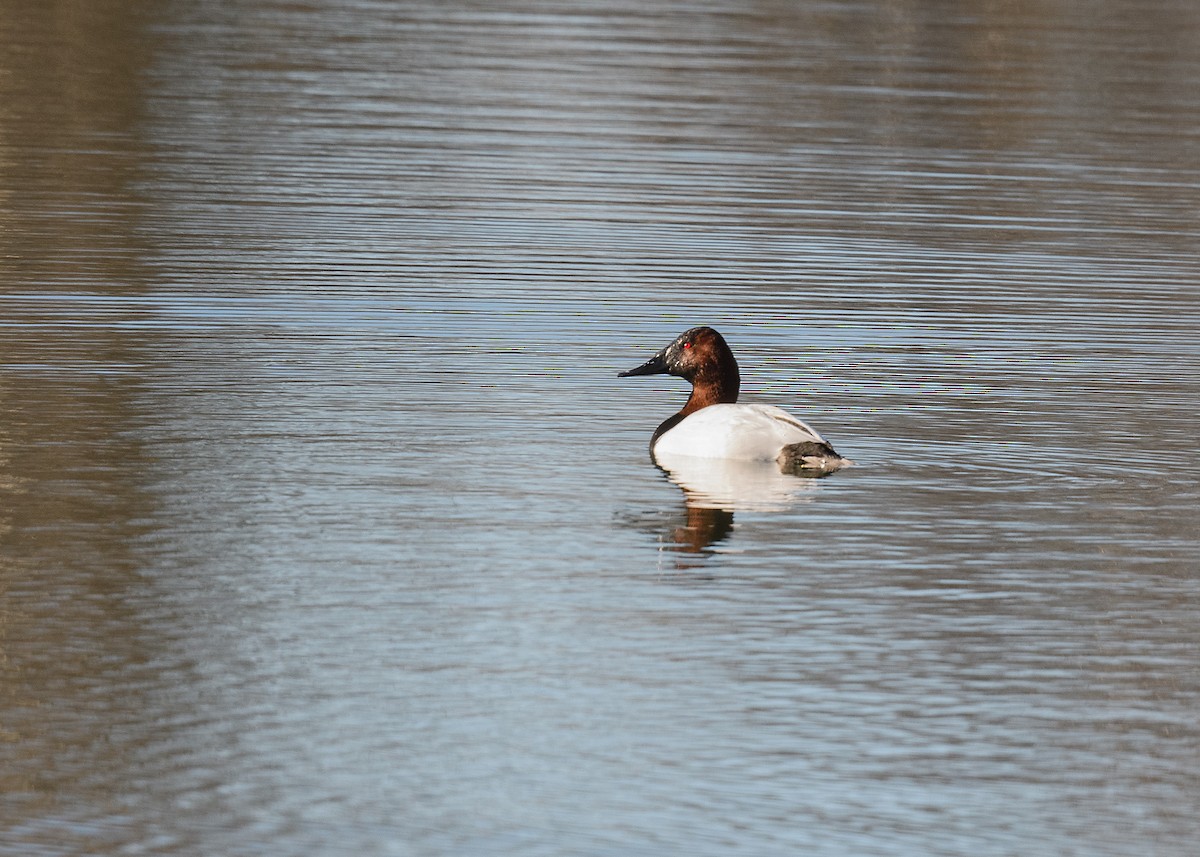 Canvasback - ML614532609