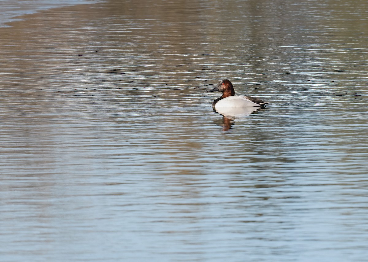 Canvasback - ML614532611