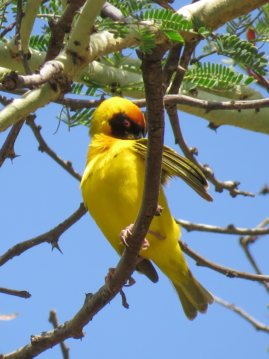 Vitelline Masked-Weaver - ML614532618