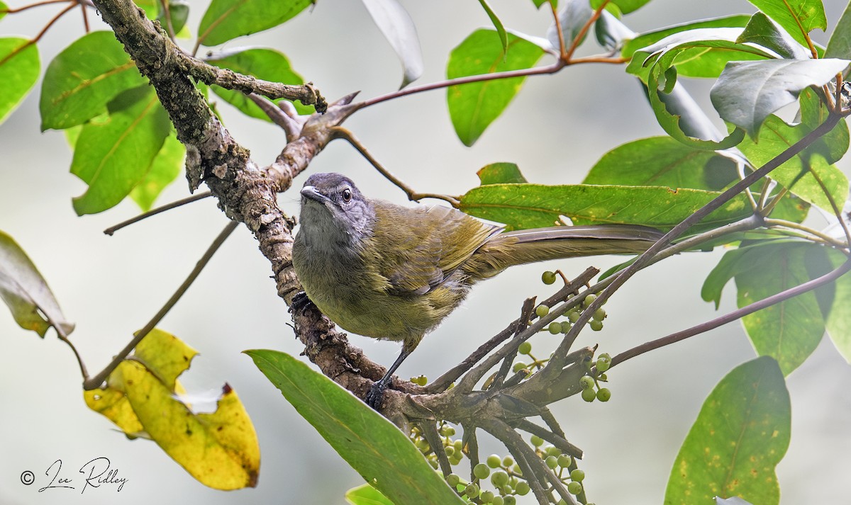 Eastern Mountain Greenbul - ML614532623