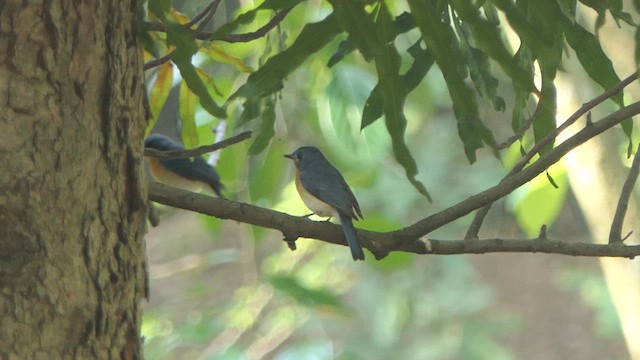 Tickell's Blue Flycatcher - ML614532624