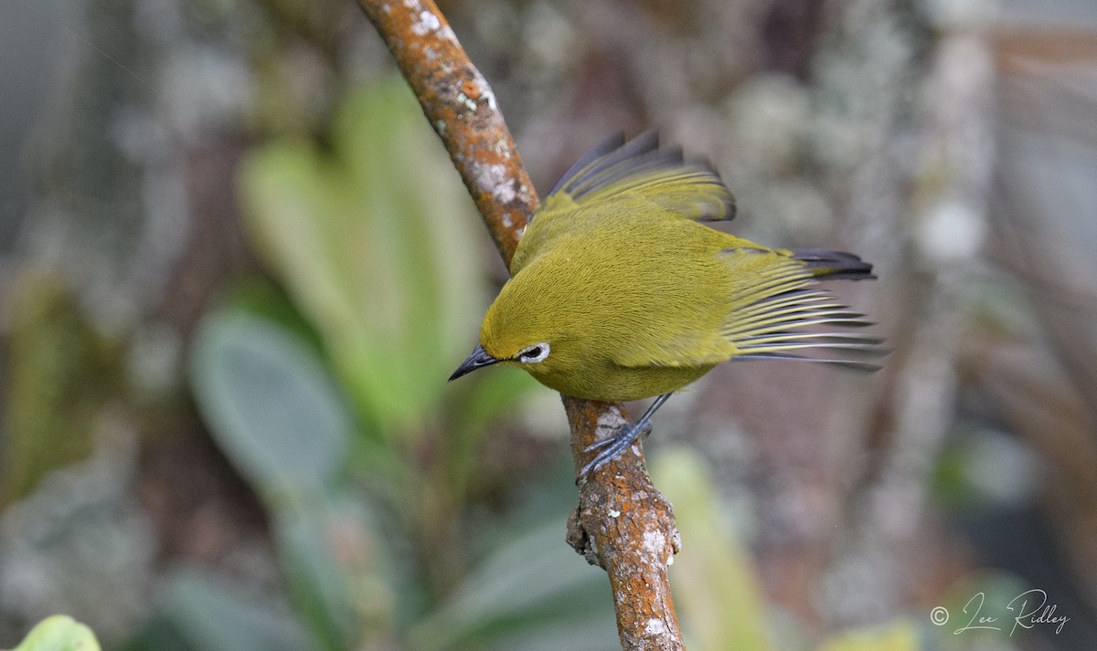 Green White-eye - ML614532630